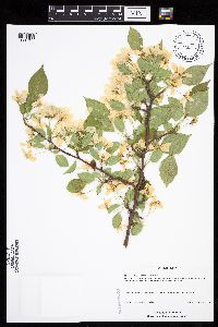 Malus baccata image