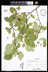 Malus baccata image