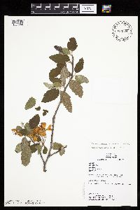 Malus ioensis image