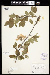 Malus ioensis image