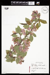 Malus pumila image