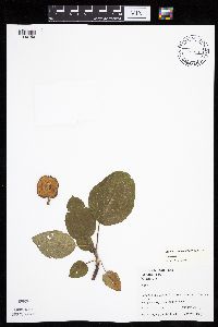 Malus pumila image