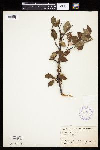 Malus prunifolia image