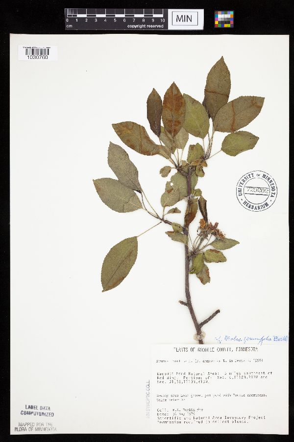 Malus prunifolia image
