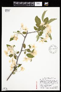 Malus pumila image