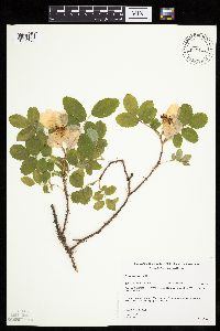 Image Associated With the Occurrence