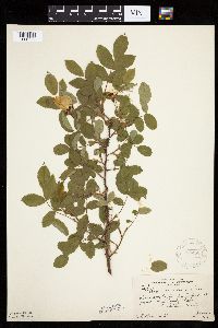 Image Associated With the Occurrence