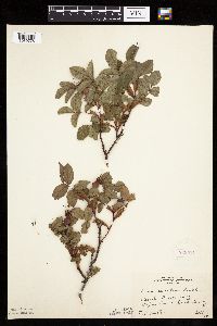 Image Associated With the Occurrence