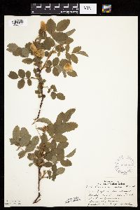 Image Associated With the Occurrence