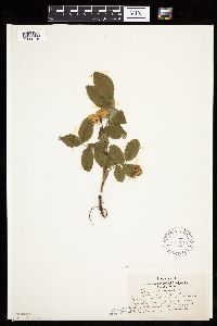 Image Associated With the Occurrence