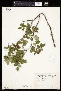 Image Associated With the Occurrence