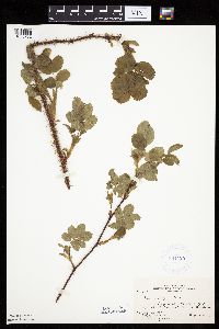 Image Associated With the Occurrence