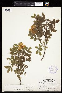 Image Associated With the Occurrence