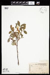 Image Associated With the Occurrence