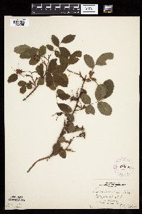 Image Associated With the Occurrence