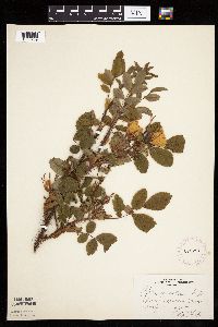 Image Associated With the Occurrence