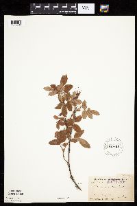 Image Associated With the Occurrence