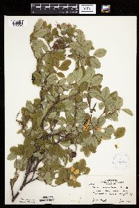 Image Associated With the Occurrence