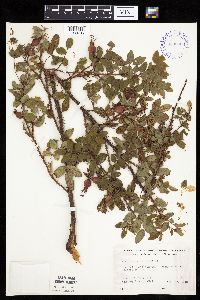 Image Associated With the Occurrence