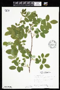 Rosa acicularis image