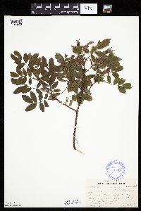 Rosa acicularis image