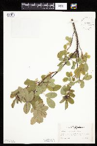 Image Associated With the Occurrence