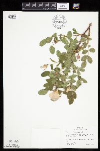 Rosa acicularis image