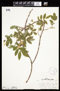 Image Associated With the Occurrence