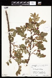 Image Associated With the Occurrence