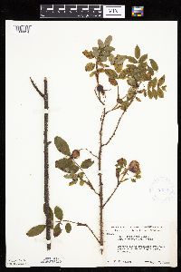 Image Associated With the Occurrence