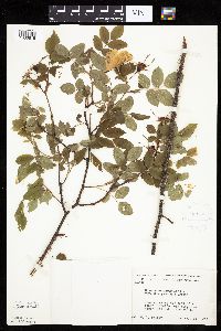 Rosa acicularis image