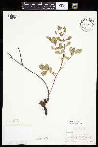 Rosa acicularis image