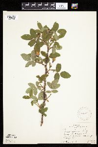 Image Associated With the Occurrence