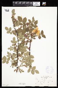 Image Associated With the Occurrence