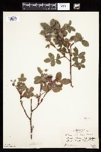 Rosa acicularis image