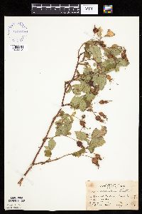 Image Associated With the Occurrence