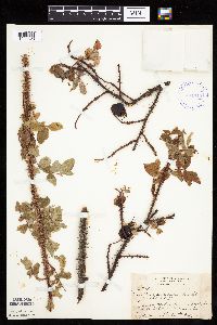 Image Associated With the Occurrence