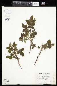 Image Associated With the Occurrence