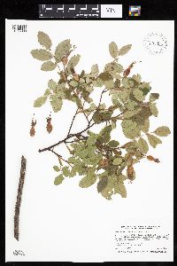 Image Associated With the Occurrence