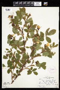 Rosa acicularis image