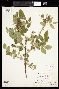 Image Associated With the Occurrence