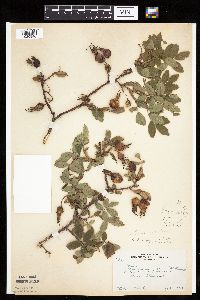 Rosa acicularis image