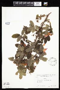 Rosa acicularis image