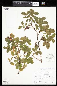 Rosa acicularis image