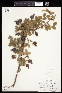 Image Associated With the Occurrence