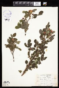 Image Associated With the Occurrence