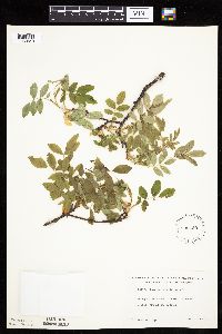 Rosa acicularis image