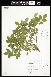 Image Associated With the Occurrence