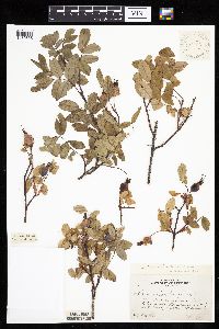 Image Associated With the Occurrence