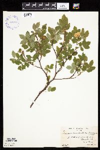 Rosa acicularis image